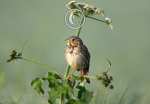 Corn Bunting 2.t